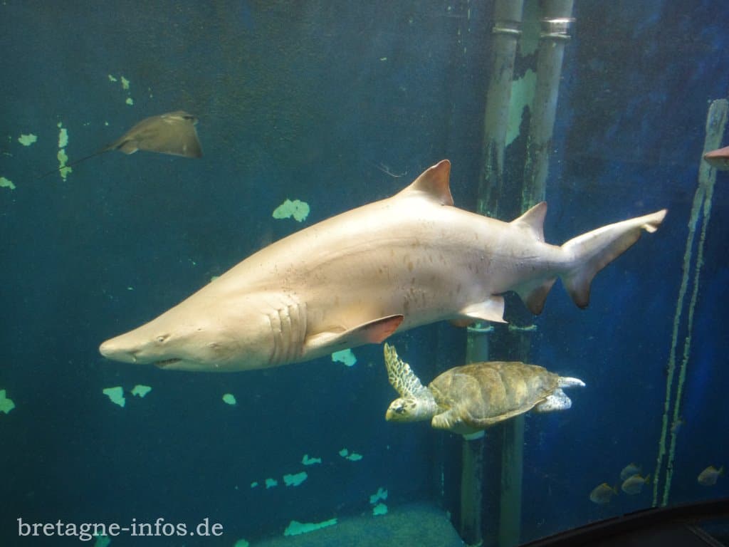 Grand Aquarium St.-Malo