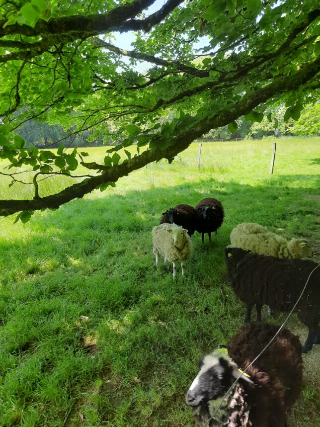 Ouessant-Schafe in der Domaine de Menez -Meur