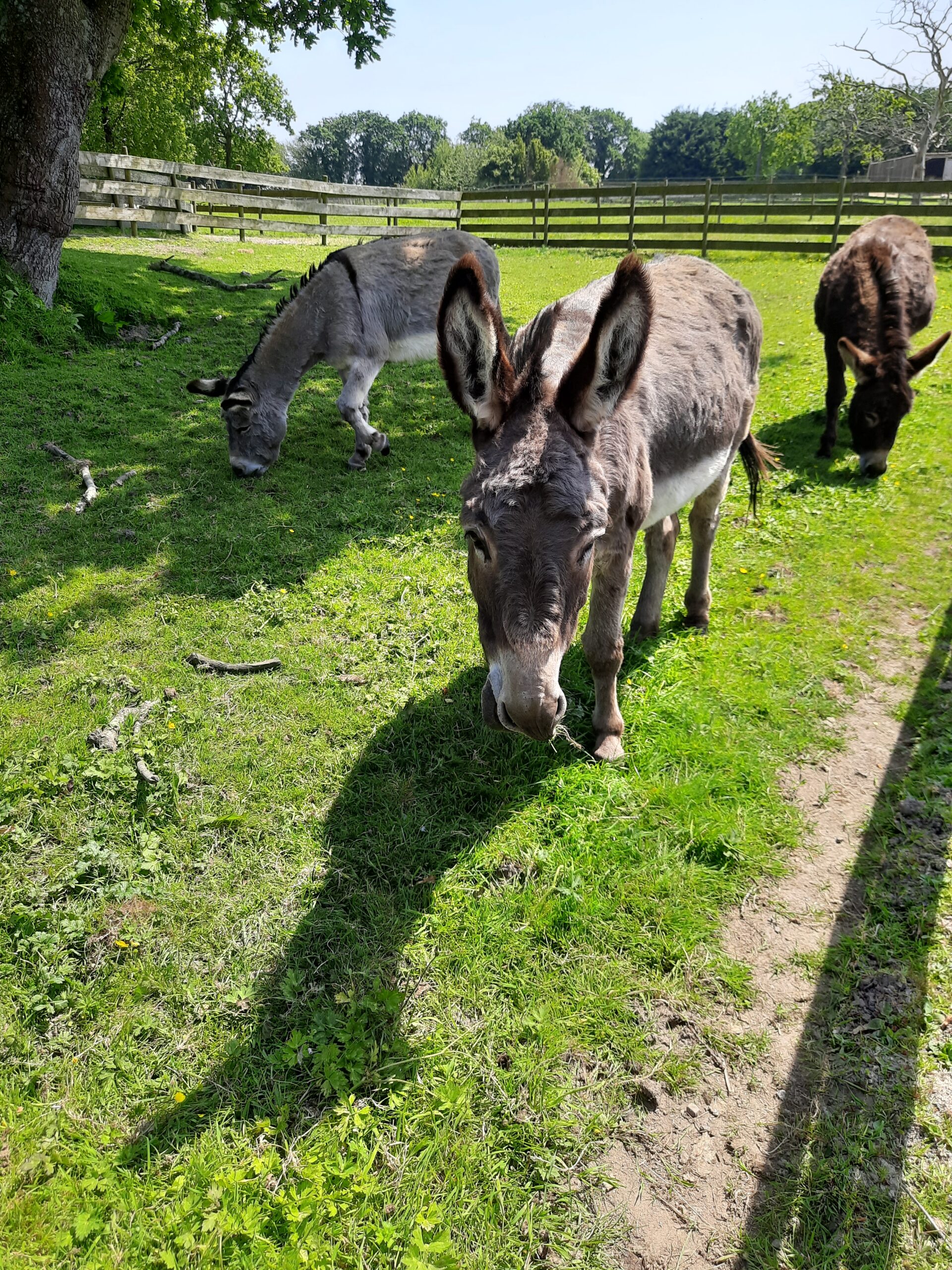 Esel im Tierpark Ferme d'Eden