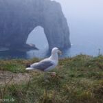 M&ouml;we vor Felsentor in Etretat