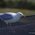 M&ouml;we an der LPO Ile-Grande