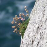 Pointe du Raz - Bl&uuml;tenzauber